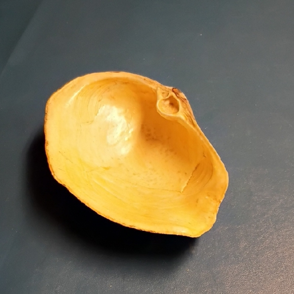 Elegant Vintage Geoduck Clam Yellow Shell Accent Bowl Beach Nautical Fishing